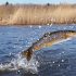Les ménés sont-ils de bons appâts pour le poisson-chat ?