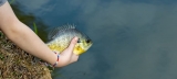 Pouvez-vous utiliser Bluegill comme appât en eau salée ?