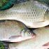 Quelle est la différence entre une canne à pêche et une canne à pêche ?