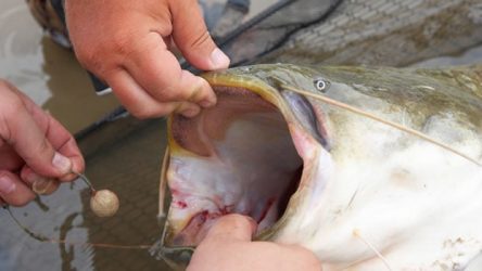 Les ménés sont-ils de bons appâts pour le poisson-chat ?